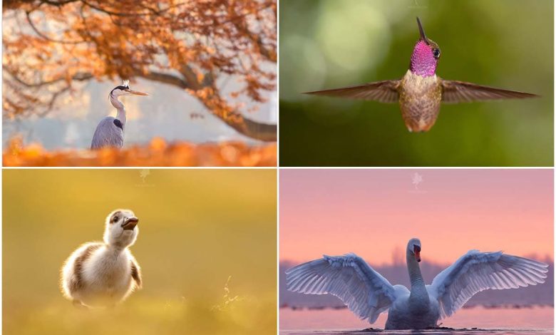 تصاویر آرامش‌بخش از لحظات جادویی پرندگان در طبیعت