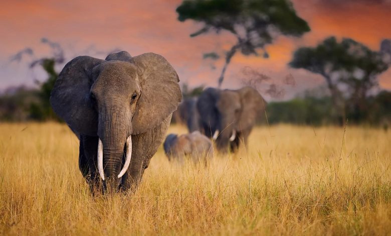 فیل‌های آفریقایی همدیگر را با نام صدا می‌زنند
