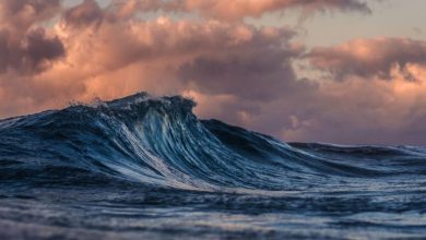 چرا دانشمندان نگران افزایش دمای اقیانوس‌ها هستند