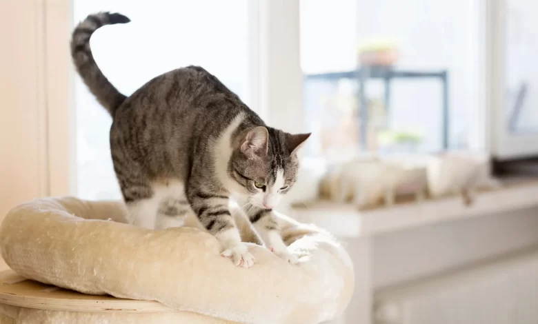 چرا گربه‌ها بیسکویت درست می‌کنند؟