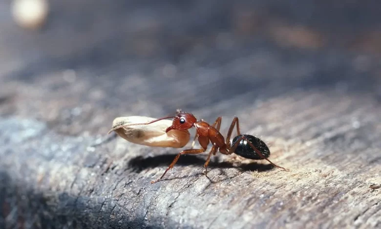 چه عاملی مورچه‌ها را به سرباز یا آذوقه‌جمع‌کن تبدیل می‌کند؟