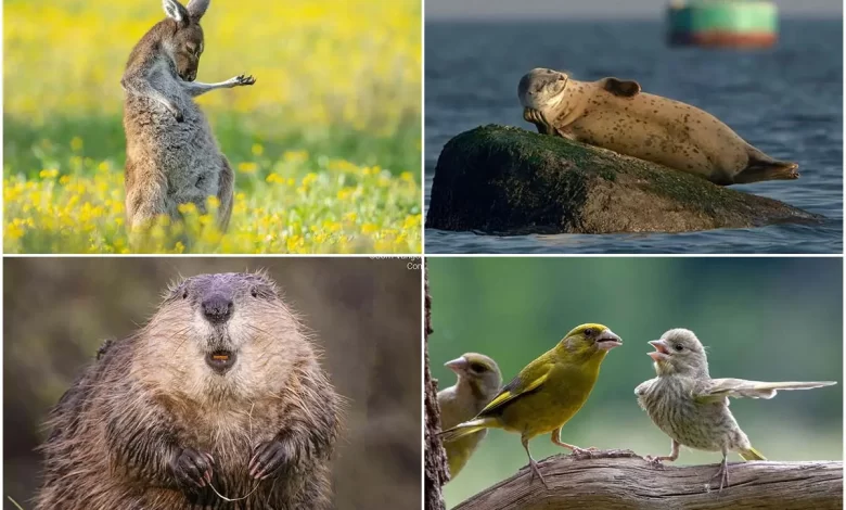 بامزه‌ترین فینالیست‌های مسابقه عکاسی کمدی حیات وحش ۲۰۲۳
