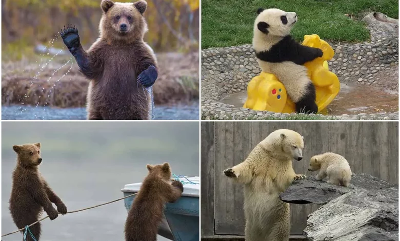 تصاویر تعجب‌برانگیز از خرس‌ها در حال انجام حرکات انسانی