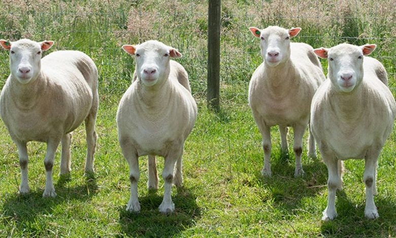 دالی، اولین گوسفند شبیه‌سازی‌شده جهان چه سرنوشتی داشت؟