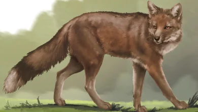 آیا این روباه باستانی زمانی بهترین دوست انسان‌ها بود؟