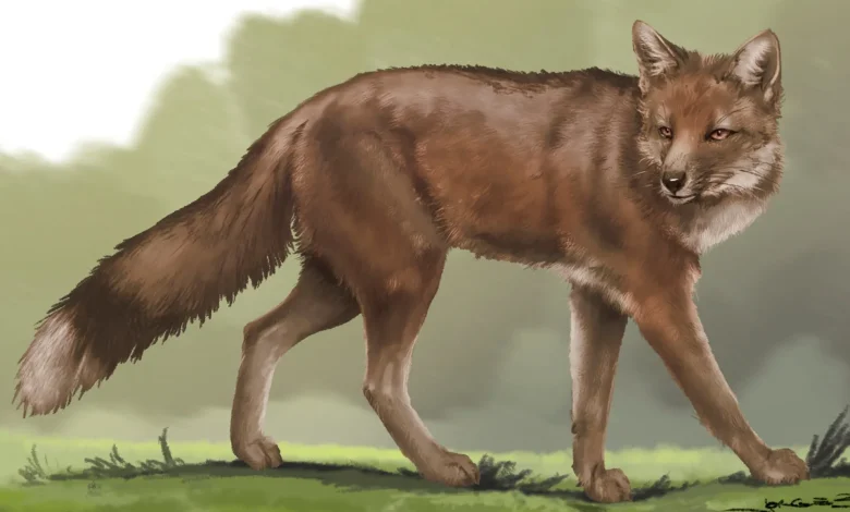 آیا این روباه باستانی زمانی بهترین دوست انسان‌ها بود؟