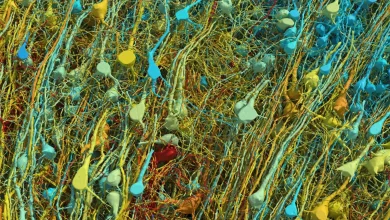 دانشمندان از تکه‌ای کوچک از مغز انسان با جزئیات خیره‌کننده نقشه‌برداری کردند