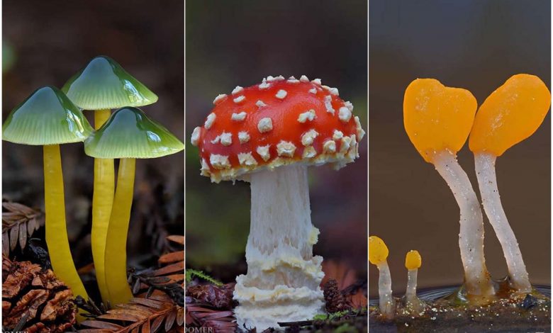 سفر به دنیای سحرآمیز قارچ‌‌ها
