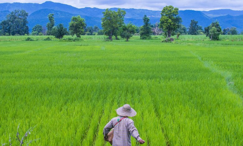 برنج سمی در سایه تغییر اقلیم؛ غذای محبوب بشر در حال تبدیلشدن به تهدیدی جهانی است
