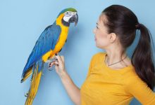 تقلیدکار یا آگاه؛ آیا طوطی‌ها واقعاً می‌فهمند چه می‌گویند؟