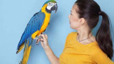 تقلیدکار یا آگاه؛ آیا طوطی‌ها واقعاً می‌فهمند چه می‌گویند؟