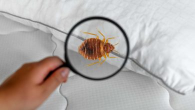 ساس‌ها به‌لطف جهش ژنتیکی دربرابر حشره‌کش‌ها مقاوم شده‌اند