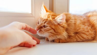 گربه‌ها شاید دوستمان نداشته باشند، اما بوی ما را خیلی خوب می‌شناسند