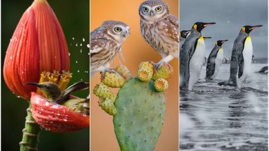 داستان‌هایی از دل طبیعت؛ نگاهی به برترین آثار عکاسی حیات‌ وحش ۲۰۲۵