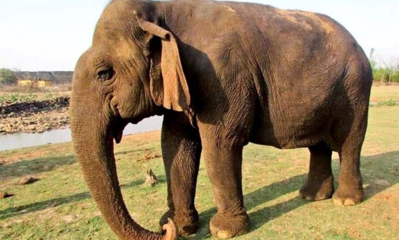 درگذشت مسنترین فیل جهان در سن بیش از صد سالگی