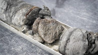 موزه مشهور دایناسورها در آمریکا، زیر پارکینگ خودش فسیل دایناسور پیدا کرد