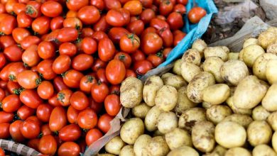 سیب زمینی چیست؟ نتیجه درهم‌آمیختن گوجه‌ای ۹ میلیون ساله با گیاهی دیگر