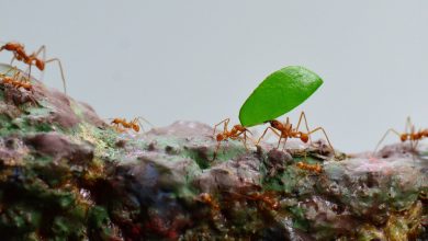 مورچه‌ها علیه قوانین طبیعت؛ چگونه حشراتی ریز قوی‌ترین تیم دنیا را تشکیل می‌دهند؟