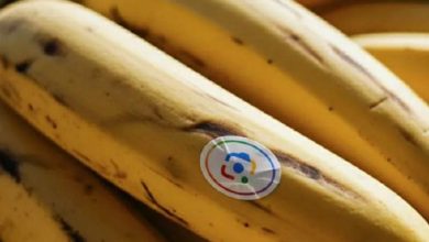 از ویدیوهای آبرنگی تا ویرایش چتمحور تصاویر؛ گوگل کاربرد Nano Banana را گسترش میدهد
