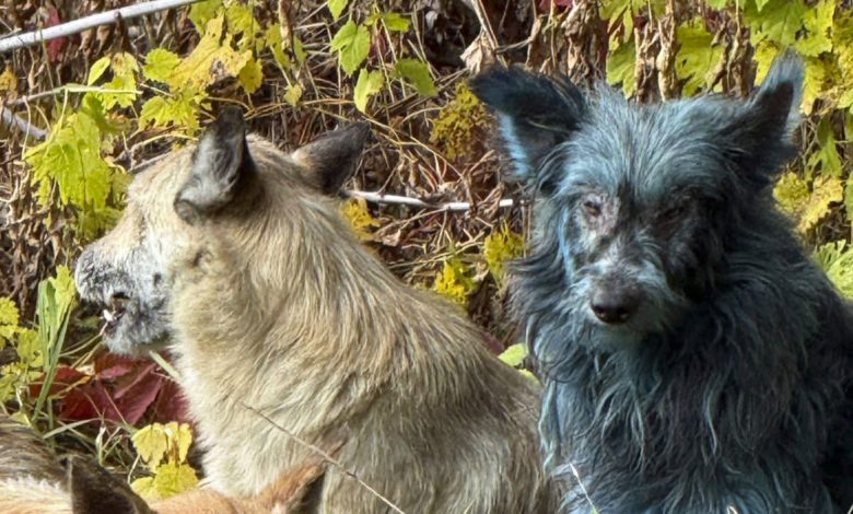 برخی سگهای چرنوبیل به رنگ آبی درآمدهاند؛ اما علت آن چیزی نیست که فکر میکنید