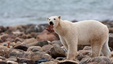 خرس‌های قطبی میلیون‌ها کیلوگرم غذا برای سایر گونه‌های قطبی فراهم می‌کنند
