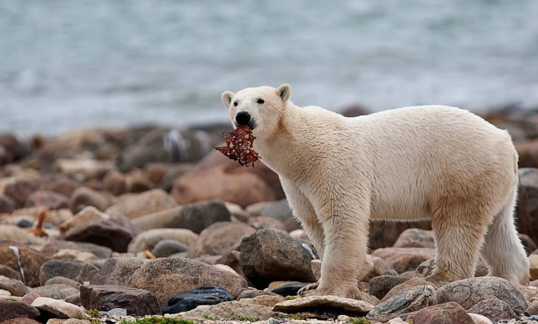 خرسهای قطبی میلیونها کیلوگرم غذا برای سایر گونههای قطبی فراهم میکنند