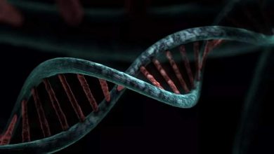 فشرده‌سازی ۳۰۰ برابری داده‌های DNA و تحول در پژوهش‌های ژنوم با «متاگراف»