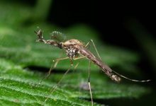 آیا پشه‌های ایسلند از زمستان سخت جان سالم به در خواهند برد؟