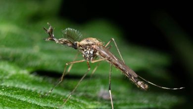 آیا پشه‌های ایسلند از زمستان سخت جان سالم به در خواهند برد؟