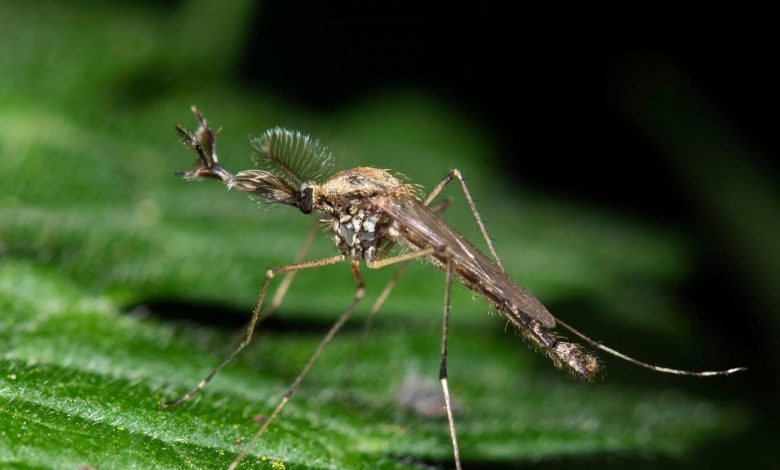 آیا پشههای ایسلند از زمستان سخت جان سالم به در خواهند برد؟