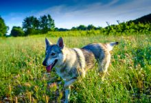 اغلب سگ‌های امروزی دارای ژن‌های گرگ هستند؛ حتی نژادهای کوچک بامزه