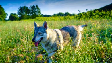 اغلب سگ‌های امروزی دارای ژن‌های گرگ هستند؛ حتی نژادهای کوچک بامزه