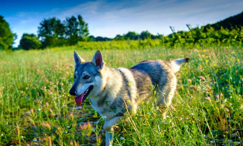 اغلب سگ‌های امروزی دارای ژن‌های گرگ هستند؛ حتی نژادهای کوچک بامزه