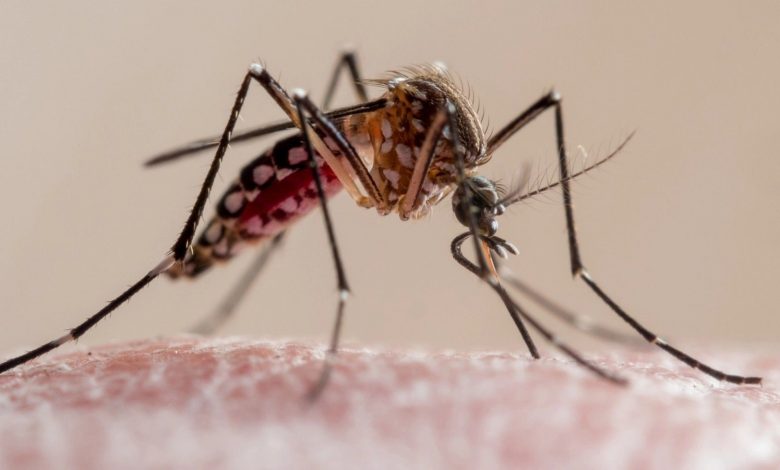 انقلاب در پرینت سهبعدی با نیش پشه!