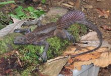 با اژدهایان بادبانی آشنا شوید؛ خزندگانی شگفت‌انگیز که انگار از عصر دایناسورها آمده‌اند