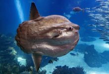 با سان‌فیش، عجیب‌ترین و به‌دردنخورترین ماهی اقیانوس آشنا شوید