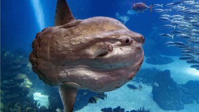 با سان‌فیش، عجیب‌ترین و به‌دردنخورترین ماهی اقیانوس آشنا شوید