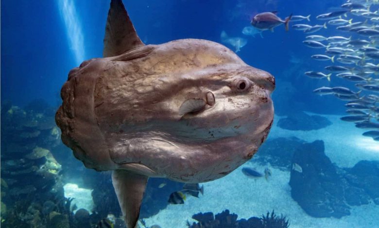 با سانفیش، عجیبترین و بهدردنخورترین ماهی اقیانوس آشنا شوید