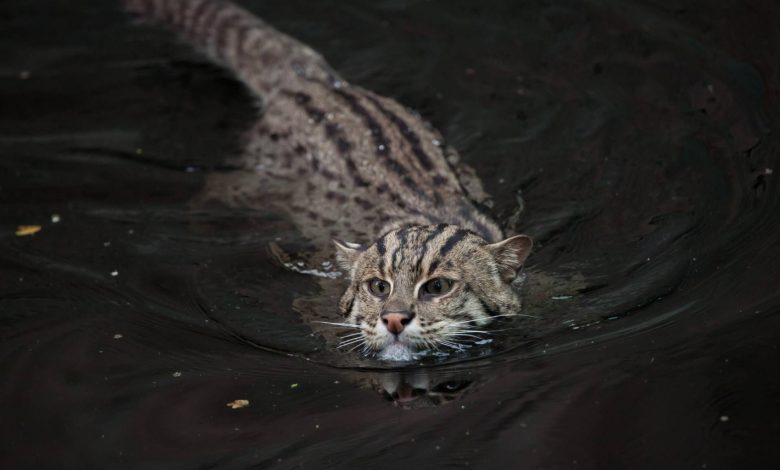 با گربه ماهی‌گیر آشنا شوید؛ آبزی‌ترین گربه‌سان دنیا که برای شکار در تالاب تکامل یافته است