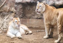 ببرهای طلایی از نادرترین گربه‌های بزرگ جهان‌اند؛ اما سرنوشت تلخی در انتظارشان است