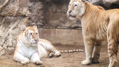 ببرهای طلایی از نادرترین گربه‌های بزرگ جهان‌اند؛ اما سرنوشت تلخی در انتظارشان است