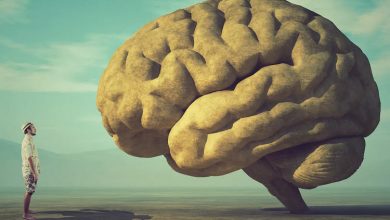 بلوغ مغز انسان در ۳۲ سالگی: کشف ۵ مرحله کلیدی در طول عمر