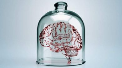 تفکر بدون مغز: چگونه موجودات دریایی بدون مغز یاد می‌گیرند؟