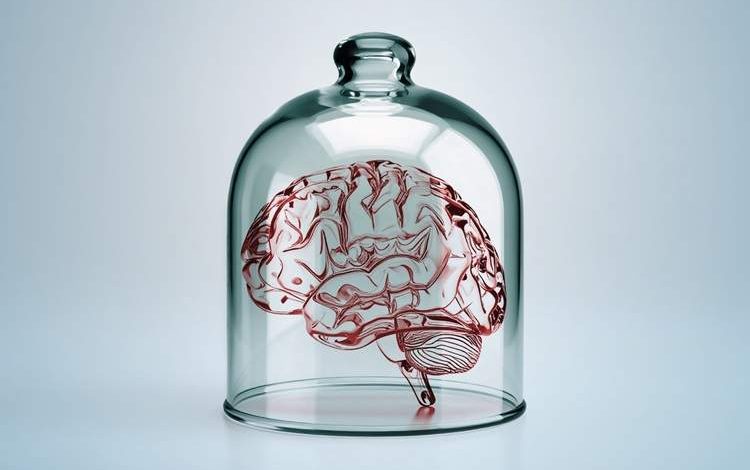 تفکر بدون مغز: چگونه موجودات دریایی بدون مغز یاد می‌گیرند؟