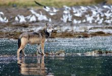 تماشا کنید: ویدئویی بی‌سابقه احتمالاً نخستین استفاده گرگ‌ها از ابزار را ثبت کرده است