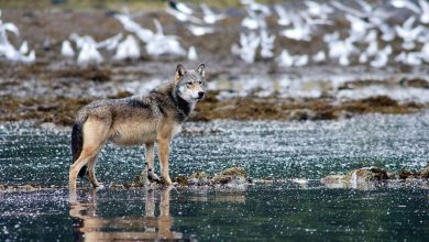 تماشا کنید: ویدئویی بی‌سابقه احتمالاً نخستین استفاده گرگ‌ها از ابزار را ثبت کرده است