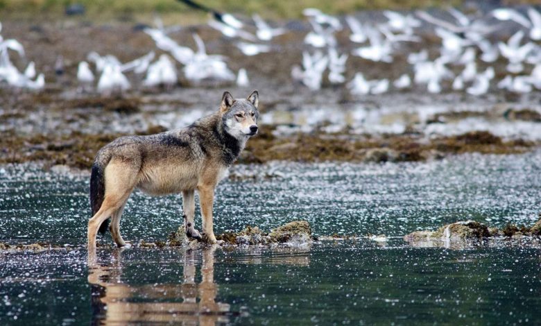 تماشا کنید: ویدئویی بیسابقه احتمالاً نخستین استفاده گرگها از ابزار را ثبت کرده است