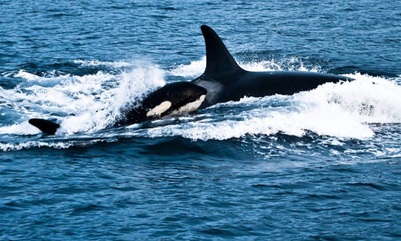ثبت لحظه بی‌سابقه: برای نخستین‌بار تولد یک اورکا در زیستگاه طبیعی مشاهده شد