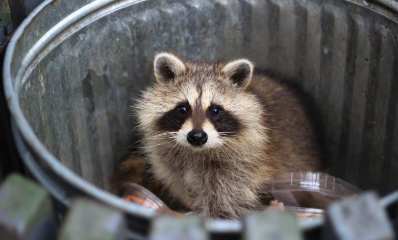 حیوان خانگی بعدی آمریکایی‌ها؟ راکون‌ها نشانه‌های اولیه اهلی‌سازی را نشان داده‌اند