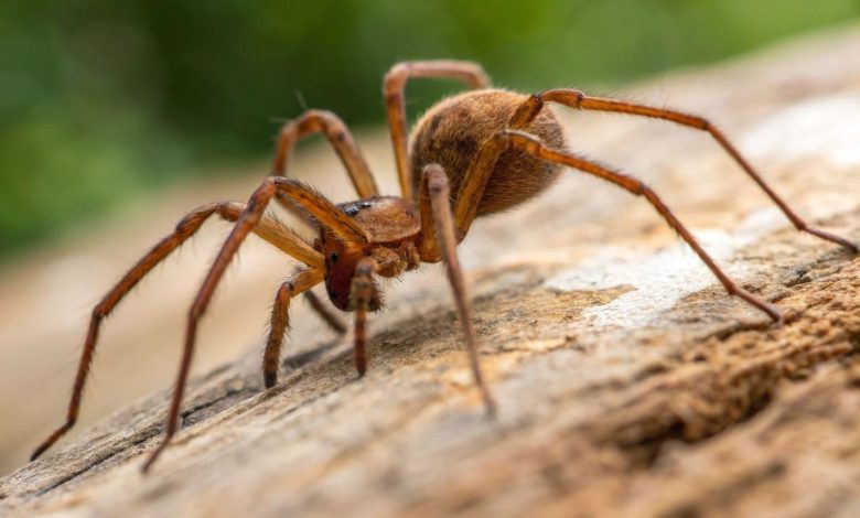 خانواده اهل کانزاس بیش از پنج سال با دو هزار عنکبوت سمی زندگی کرد